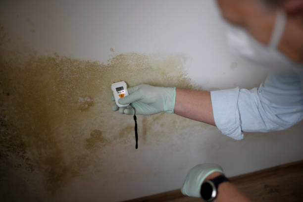 Professional Mold Removal in Portage, IN