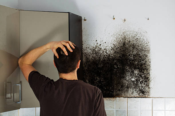 Best Professional Mold Removal  in Portage, IN