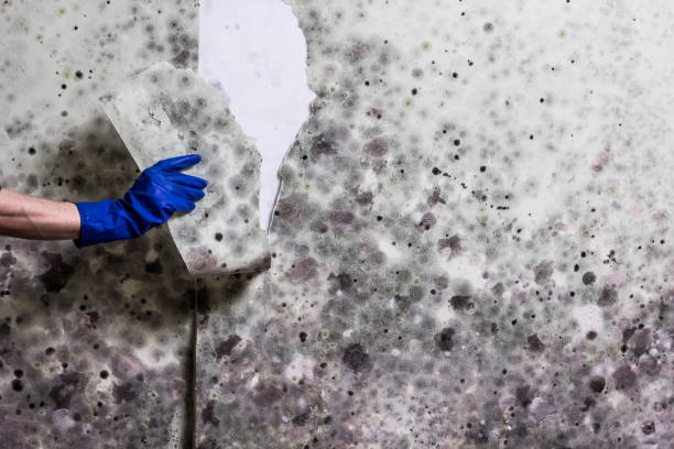 Best Best Mold Removal Companies  in Portage, IN