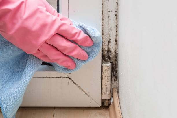Best Home Mold Removal  in Portage, IN